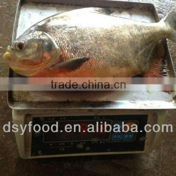 FROZEN RED POMFRET WHOLE ROUND