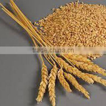 Milling Wheat for sale