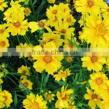 Coreopsis Verticillata Linn. Flower Seeds,herb Seeds,vegetalbe Seed,fruit Seed,grass Seed photo-5