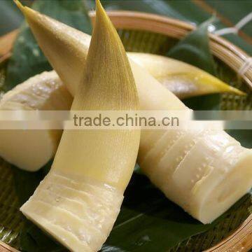 High Quality Canned Bamboo Shoot to European,American,Africa photo-2
