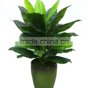 Artificial Dieffenbachia