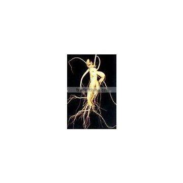 Panax Ginseng Extract 20% Ginsenosides