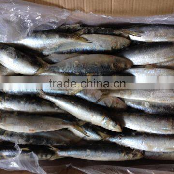 high quality best price whole round new fishing frozen sardine.