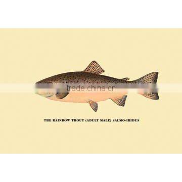 The Rainbow Trout 20x30 poster