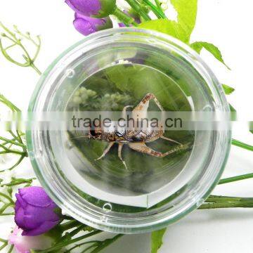 New Funny Kids Gift Educational Plastic Toy Magnifying Glass photo-4