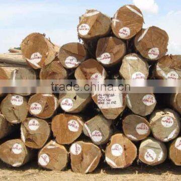 GMELINA ROUND LOGS