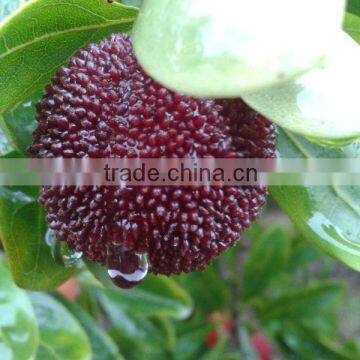 Chinese Fresh waxberry/Bayberry/Arbutus