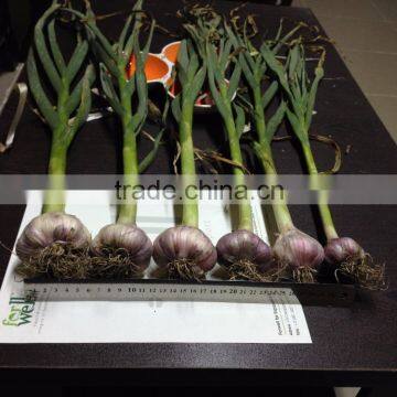 Liliaceous Vegetabless Product Type and Garlic 2017