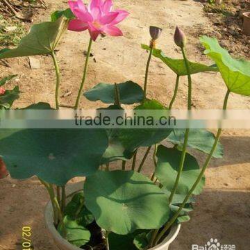 2015 Water Lily Lotus Seeds For Growing For Family Pot Landscape photo-3