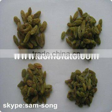Big Size Sweet Green Raisin Hot Sale photo-4