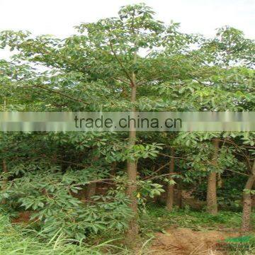 Silk Trees