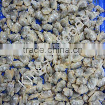 Good quality seafood frozen clam meat on sale