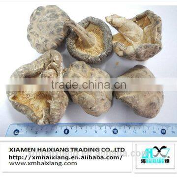 Export dried mushroom