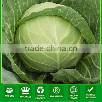 AC531 Huanglai extremely early maturity hybrid cabbage seeds vegetable