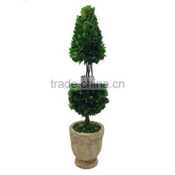 New Potted Boxwood Topairy Preserved photo-3