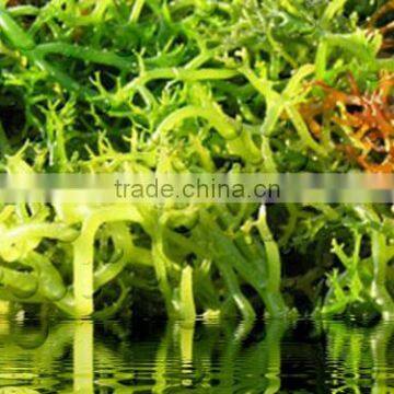 Eucheuma Cottoni With High Quality photo-2