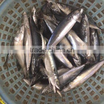 New 10/12 pcs 80g fresh land frozen Pacific mackerel