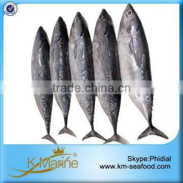 Sea Frozen Bonito Skipjack Fish Sale