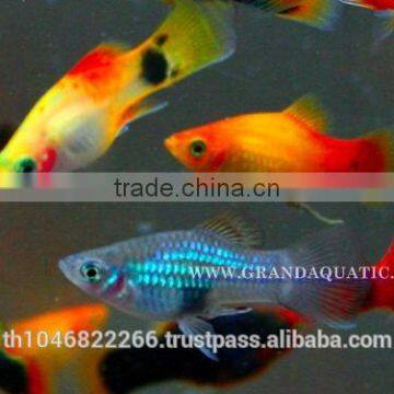 Platy Fish Farm For Sale / Ornamental Fish Exporter