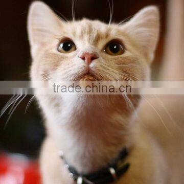 2015 New Design Good Quality Purrfect Arch photo-4