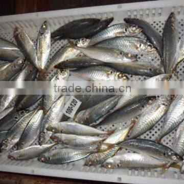 Land Frozen Whole Horse Mackerels for Biat from China 100-120 pcs