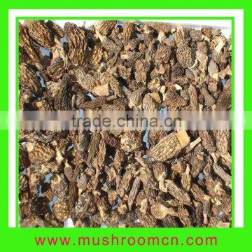 2012 crop Wild Morchella Conica