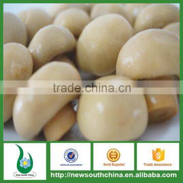 china canned champignon mushroom brands for sale