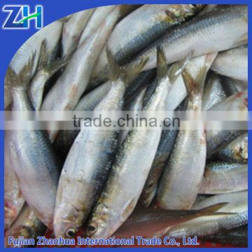 factory supply fresh whole sardine fish