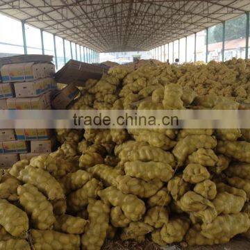 Fresh Potato Market/Fresh Potato /Holland Potato photo-3