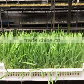 Hydroponics Animal Fodder Machinprofessional Automatic Oat Rooting Machine /bean Budding Machine/animal Fodder Sprouting Machine photo-3