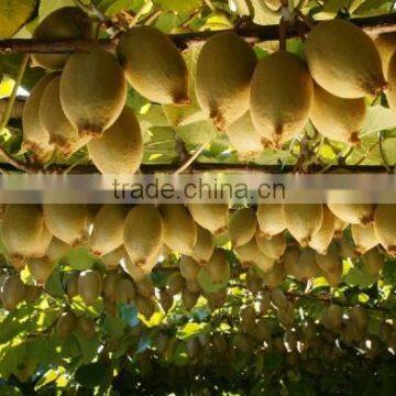 Supply Fresh kiwi with good quality for sale