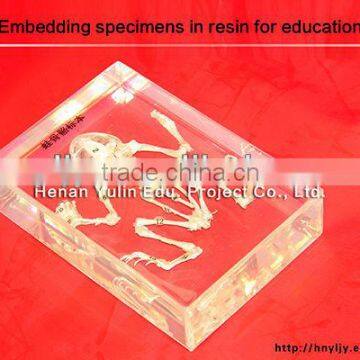 students learning embedding/3D middle and high shool standard frog skeleton specimen for biology teaching