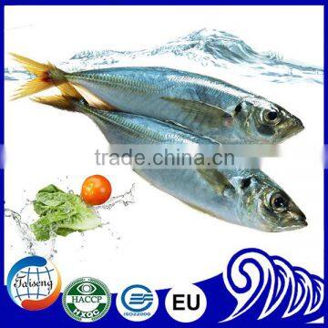 Top Quality New Fish Horse Mackerel Frozen Fish