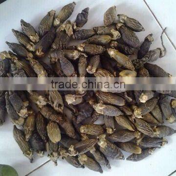 DRIED BETEL NUT (export.vilaconic(at)gmail.com)