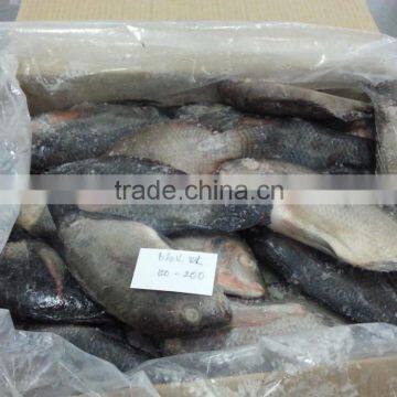FROZEN BLACK TILAPIA WHOLE ROUND photo-3