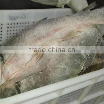 Bulgaria frozen silver carp fish whole fishing for carp