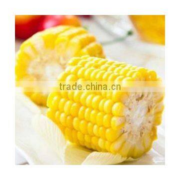 Frozen Sweet Corn Cobs