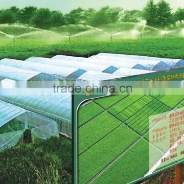 Fresh Chinese Cabbage photo-3