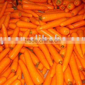 FRESH CARROT