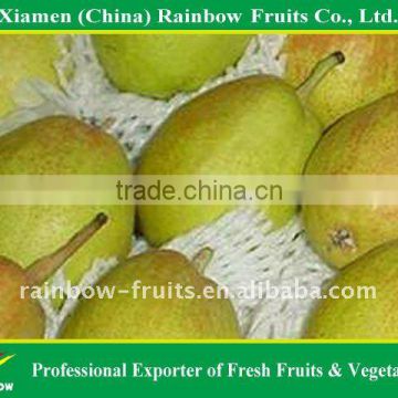 Fresh Korla Fragrant Pears from Xinjiang