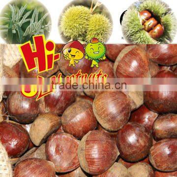 New Crop Fresh Chestnuts--Dandong Chestnuts in Big Size photo-5