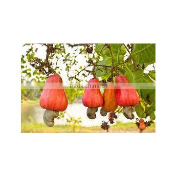 Good Bukina Faso Raw Cashew Nuts photo-5