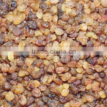 INDIAN MALAYAR RAISIN BEST RATE