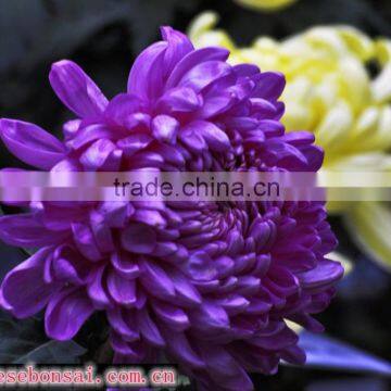 Chrysanthemum