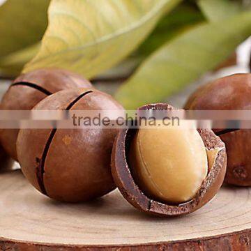 Raw Macadamia Nuts With Shell and Without Shell. photo-2