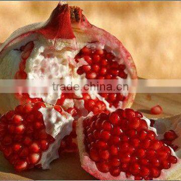 Pomegranate Extract Powder