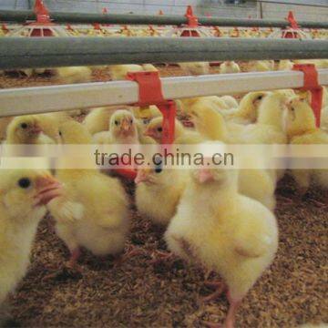 automatic chicken farm design equipment for broiler, breeder and layer