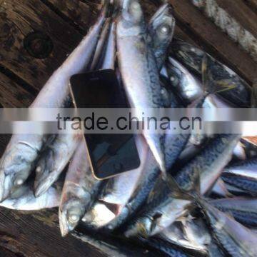 Pacific Mackerel photo-3