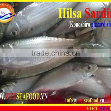 FROZEN DOTTED GIZZARD SHAD FISH