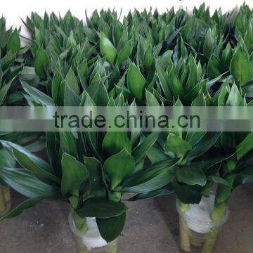 Lotus bamboo bonsai nursery supplier